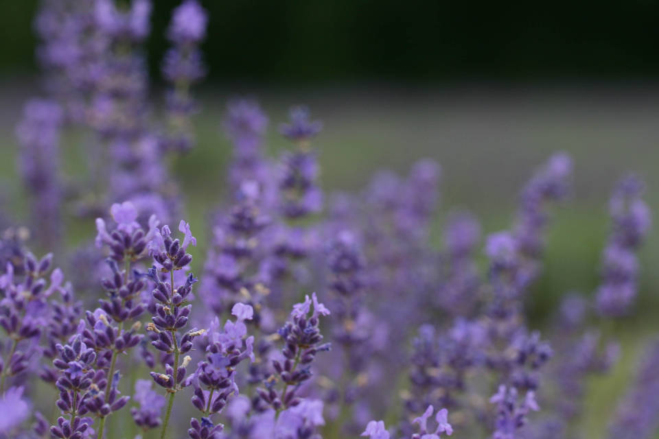 Lavendel æstetiske violette knopper Wallpapers