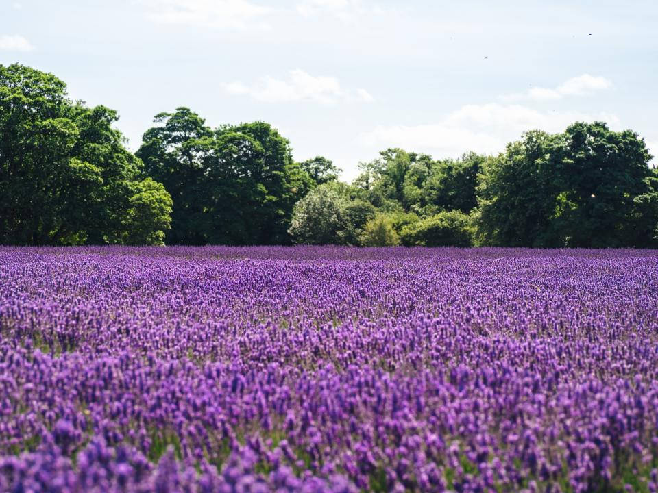 Lavendelæstetisk hav af blomster og træer Wallpapers