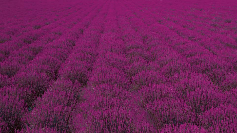 Lavendelæstetisk bredt felt af buske Wallpapers
