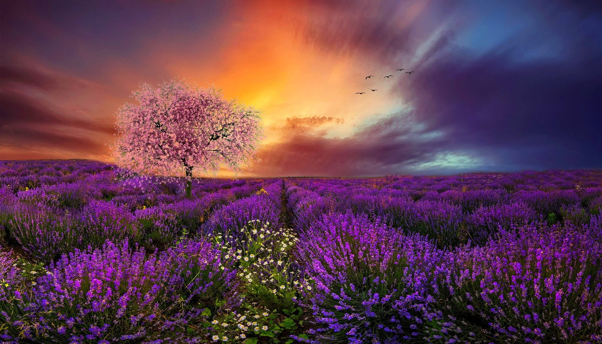 Lavendelæstetisk mark, kirsebærblomster og solnedgang Wallpapers