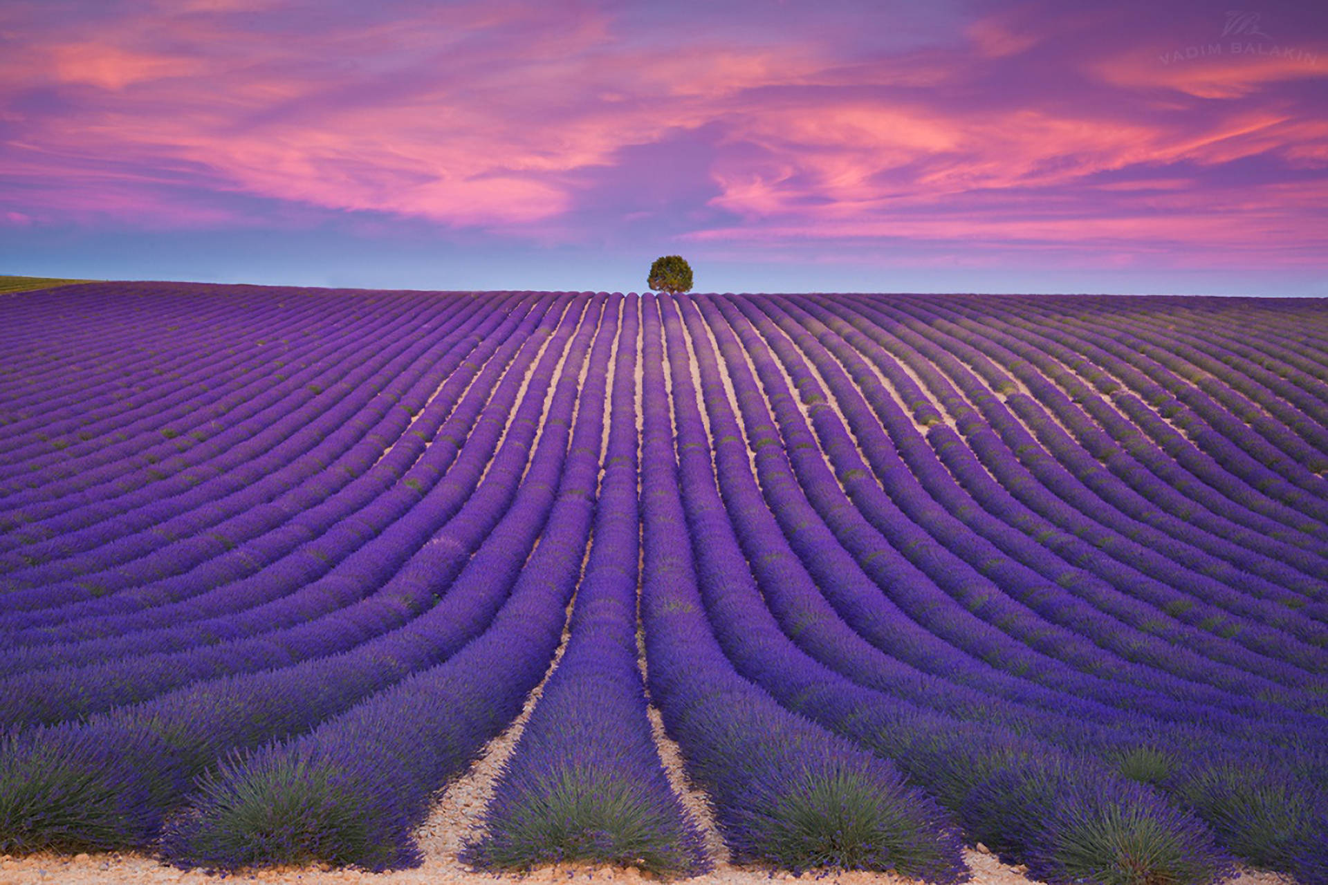 Lavendelæstetiske pæne rækker og violette himmelstrøg Wallpapers