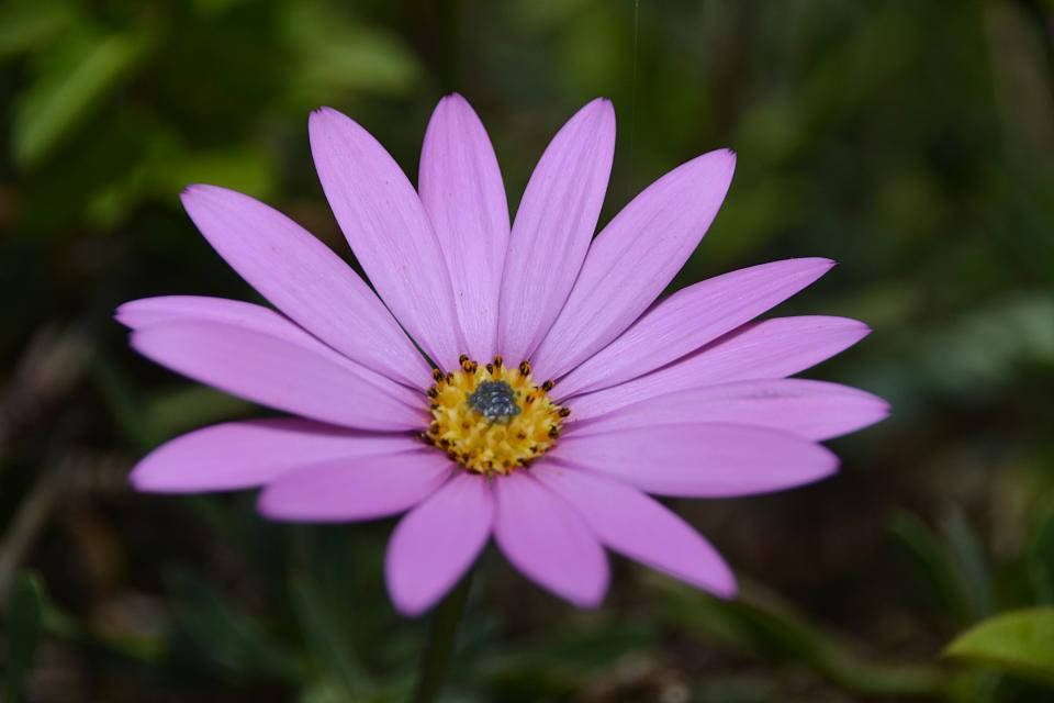 Lavendelæstetisk tusindfryd i lilla Wallpapers