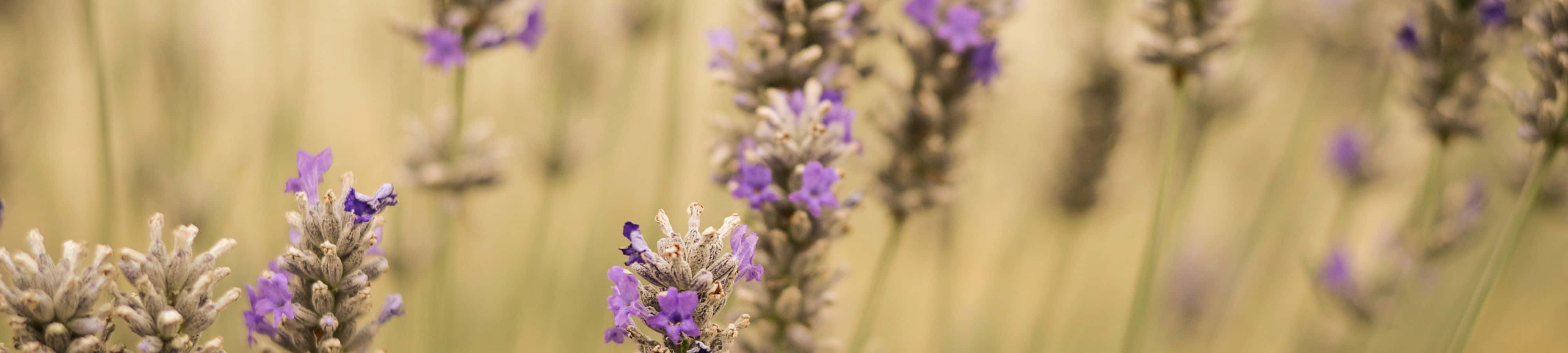 Lavendelblomster på en mark med sløret baggrund Wallpapers