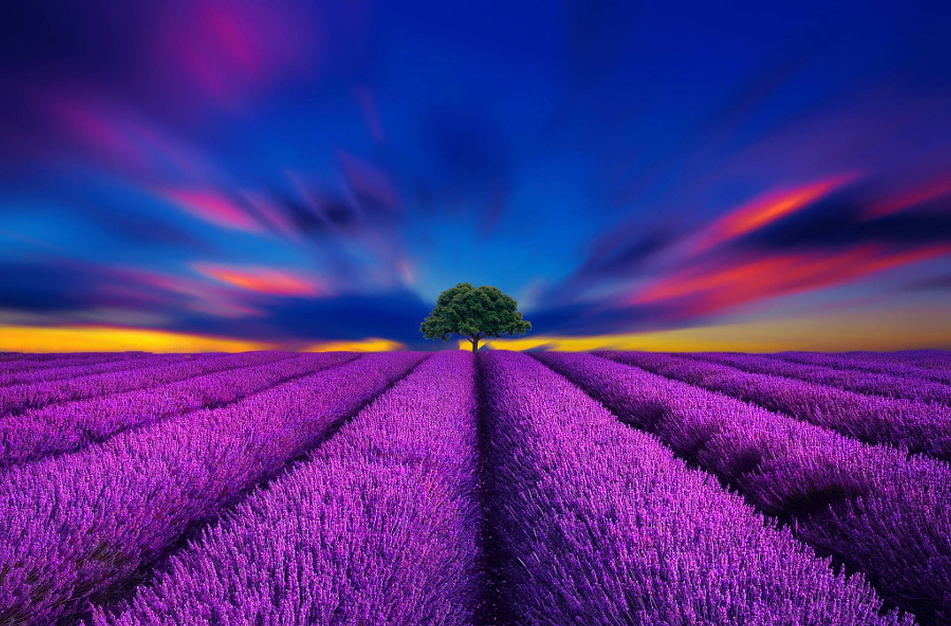 Lavendelmark med æstetisk udtryk og levende blå himmel Wallpapers