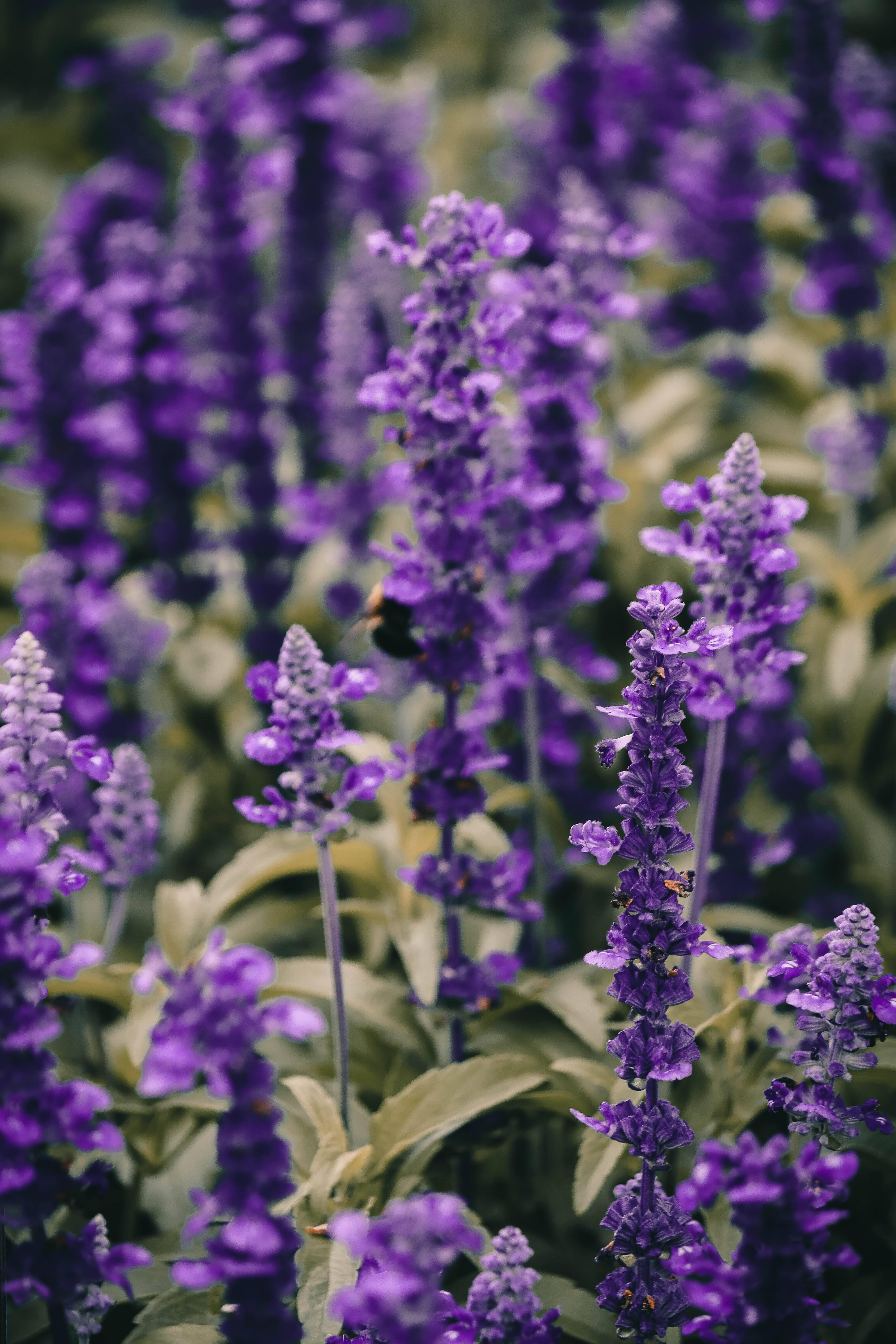 Lavendelæstetik med livlige blomster tæt på Wallpapers