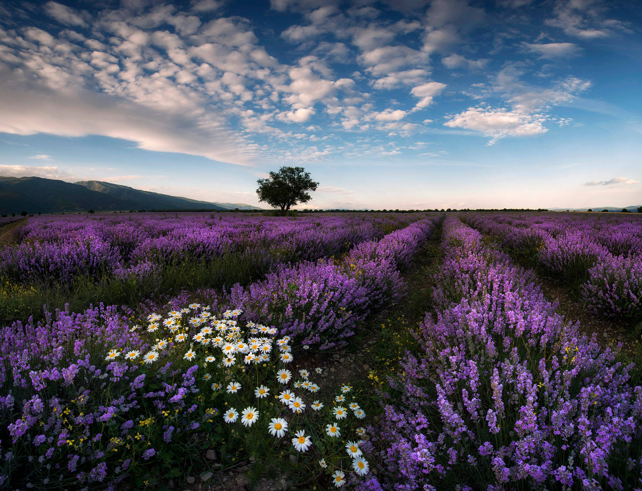 Lavendelæstetisk mark med tusindfryd Wallpapers