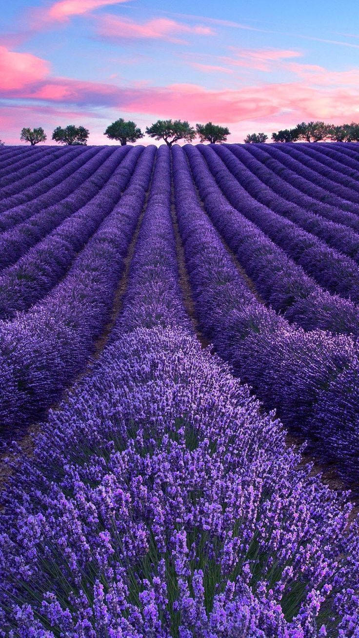 Lavendelæstetisk mark, træer og lyserøde skyer Wallpapers