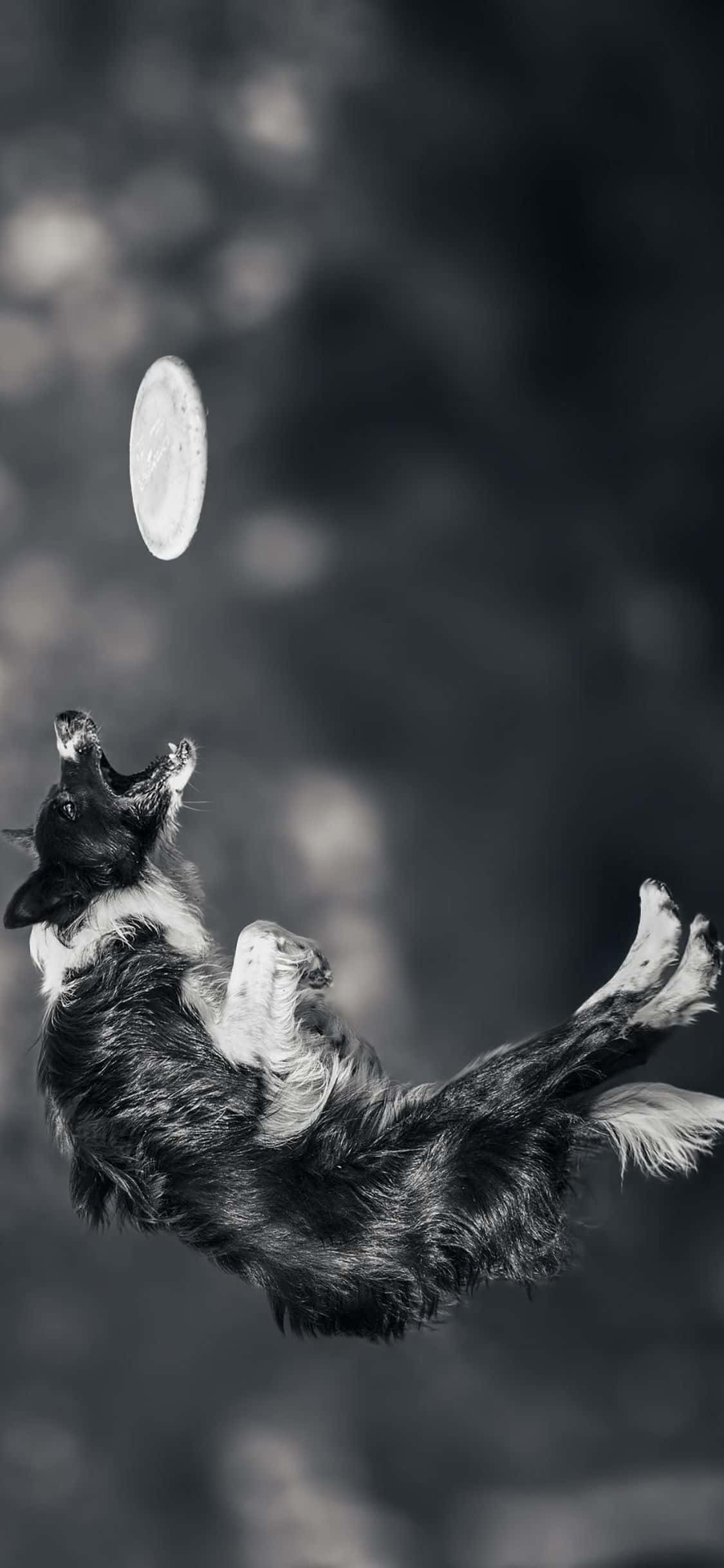 Leg med dine venner med denne iPhone Xs Frisbee Wallpapers