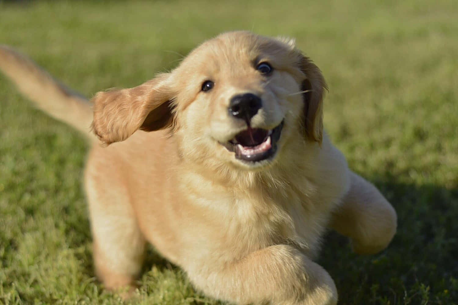 Legende Golden Retriever Hvalp Billede Wallpapers