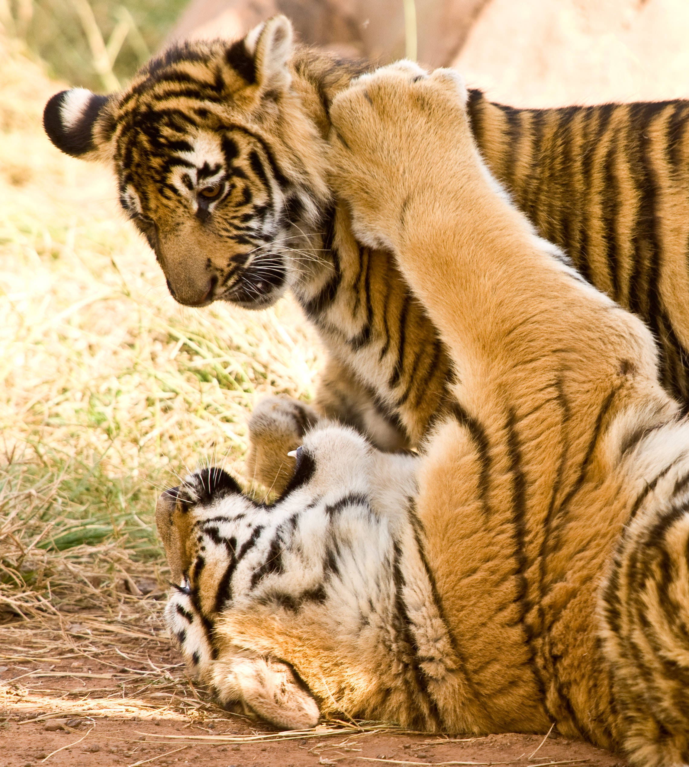 Legende kæmpende tigre iPhone Wallpapers