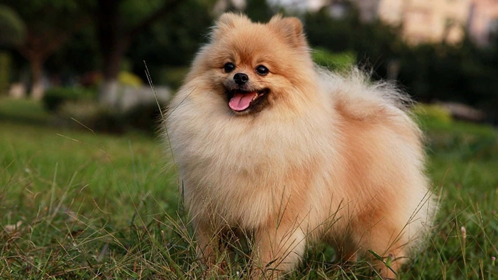 Legende Pomeranian Hvalpebilleder Wallpapers