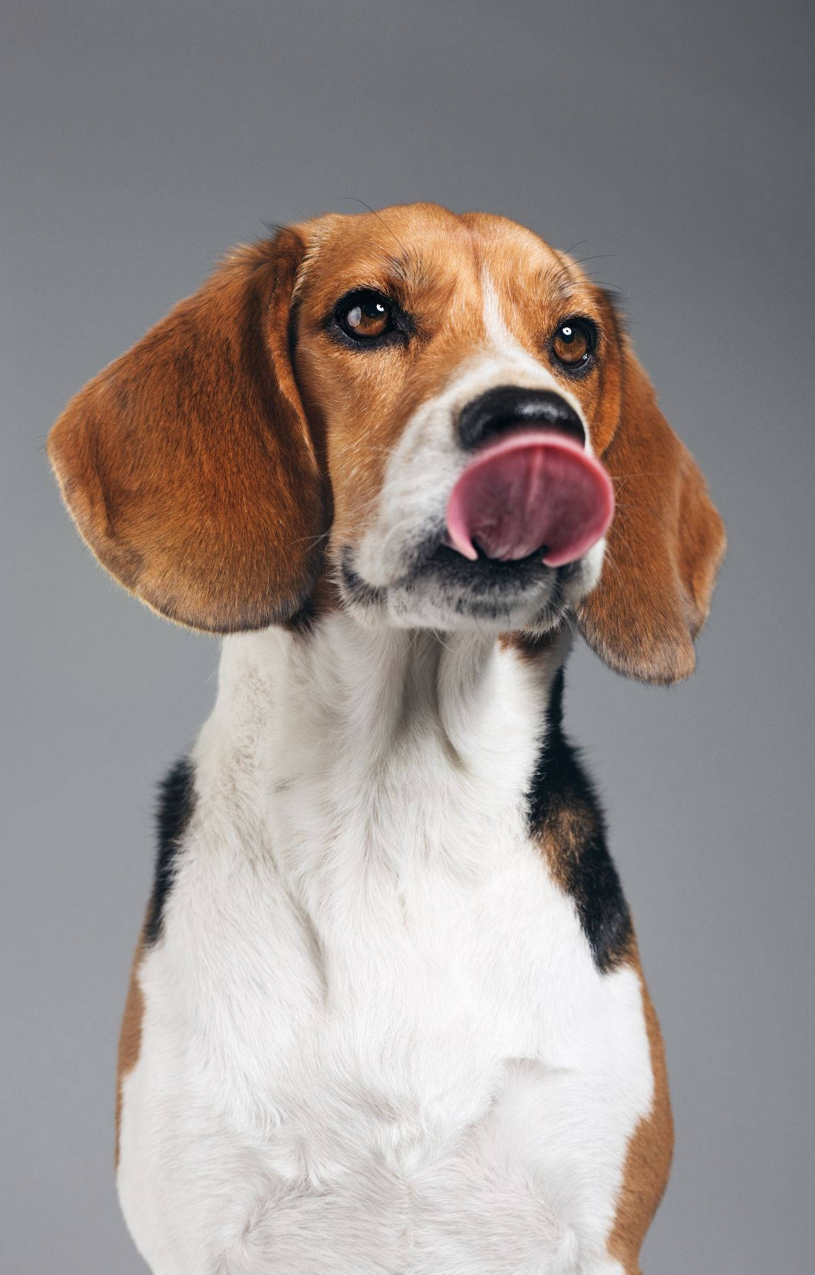 Legesyg Beagle-hvalp der slikker Wallpapers