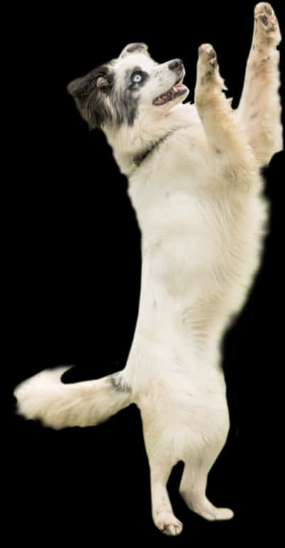 Legesyg Hund Stående på Bagbenene Wallpapers