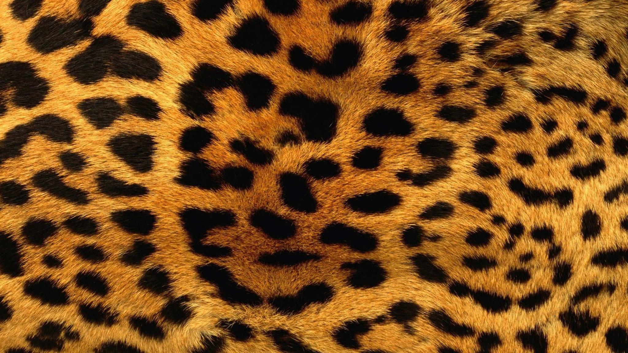 Leopardens seje mønster Wallpapers