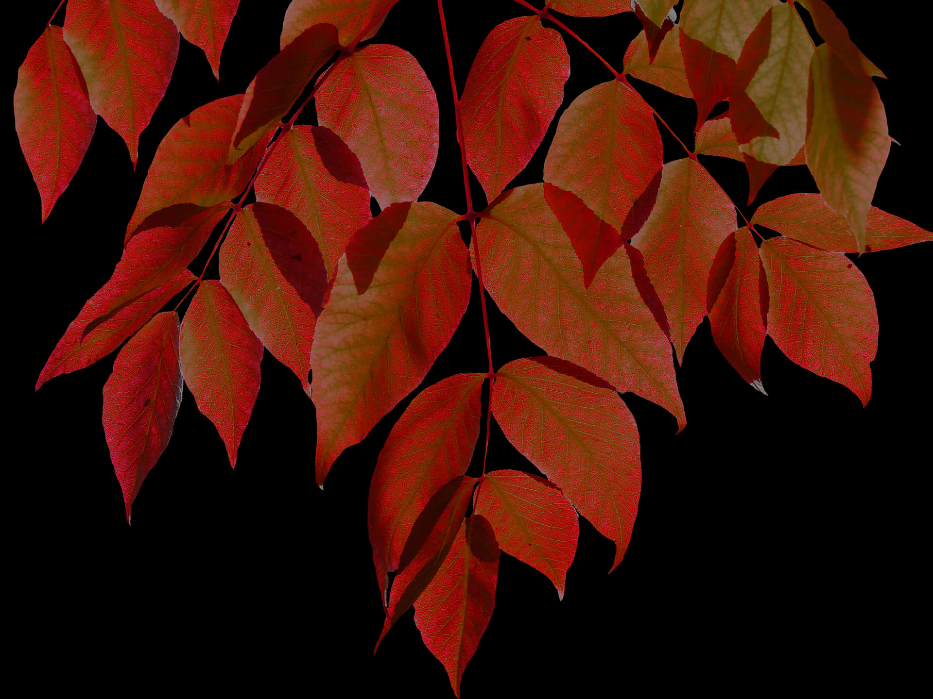 Levende efterårsblade på sort baggrund Wallpapers