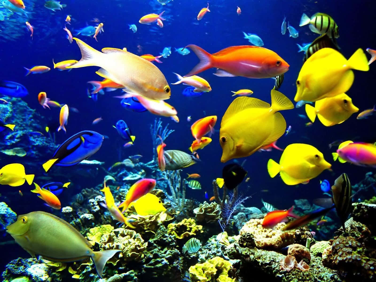 Levende fiskestime i havets rev Wallpapers