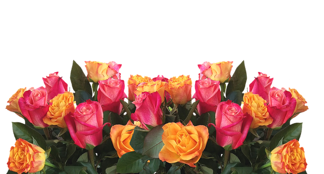 Levende gule og lyserøde roser på sort baggrund Wallpapers
