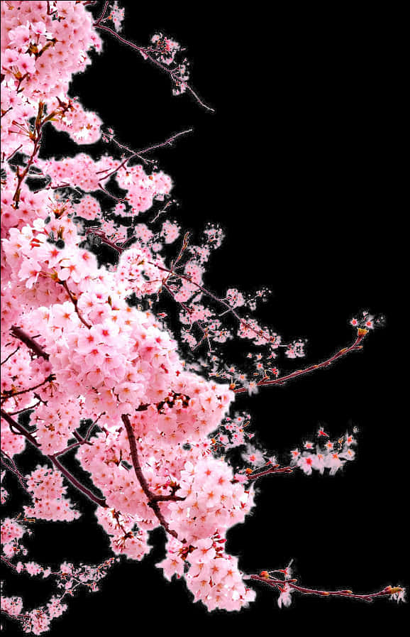 Levende kirsebærblomster mod sort baggrund Wallpapers