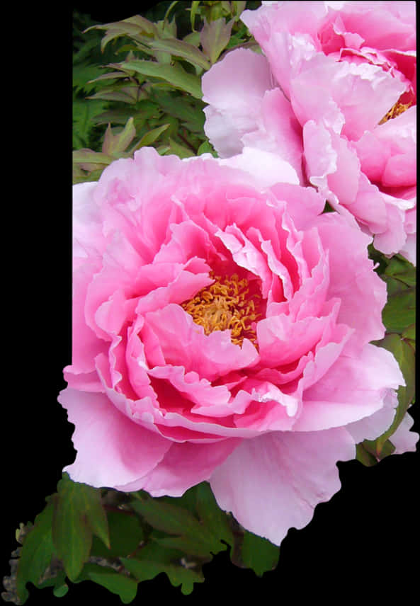 Levende lyserøde pæoner i blomsterdisplay Wallpapers