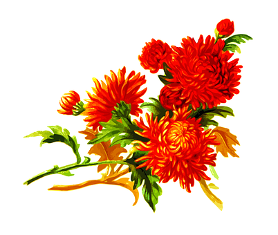 Levende orange krysantemum blomsterkunst Wallpapers
