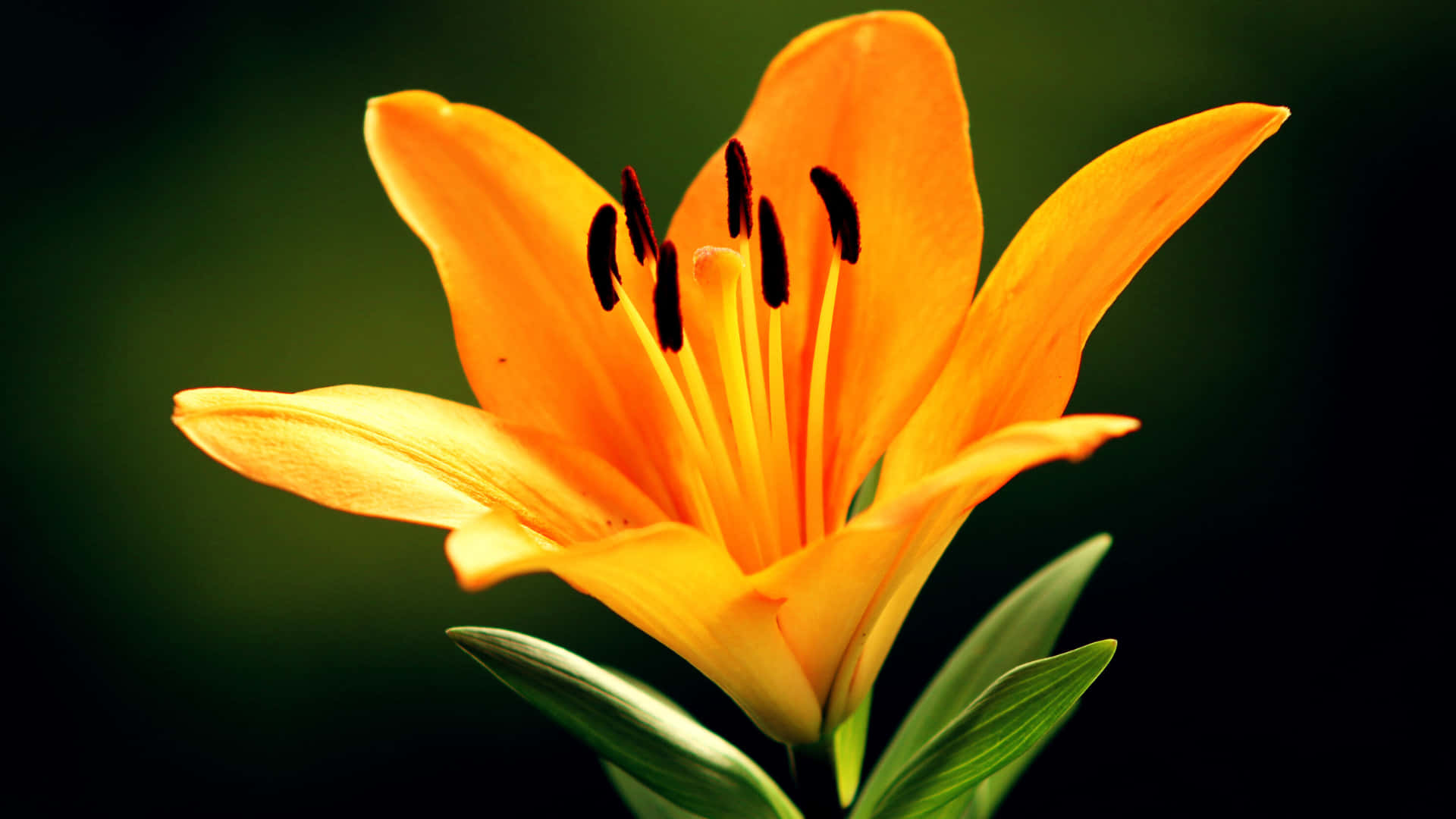 Levende orange liljeblomst i enestående detalje mod en blødt sløret mørkegrøn baggrund Wallpapers