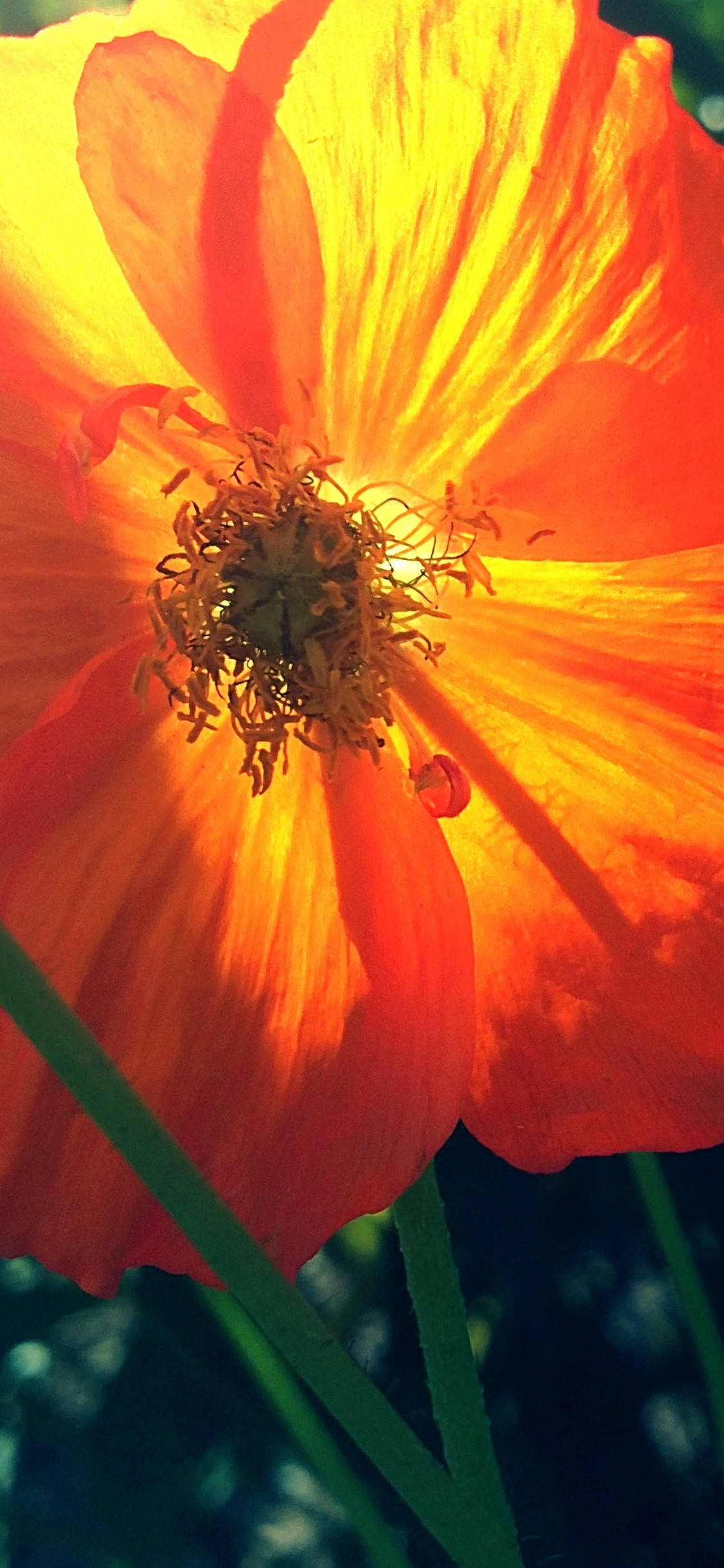 Levende Orange Valmue Wallpapers