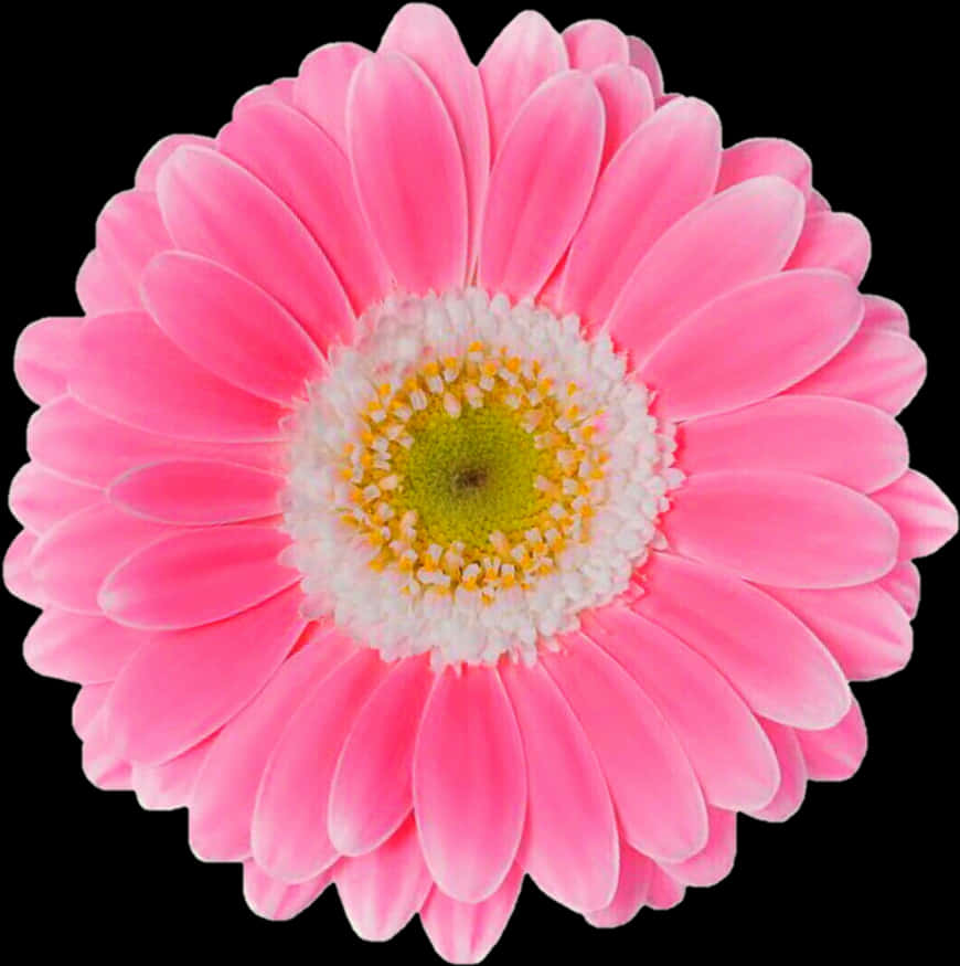 Levende pink gerbera tusindfryd på sort baggrund Wallpapers