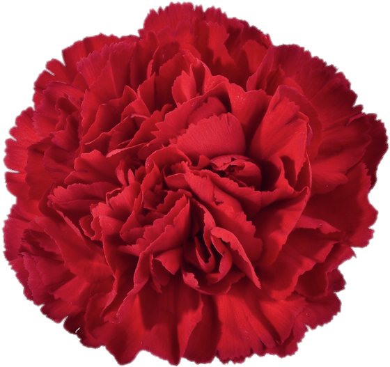Levende rød nellikeblomst Wallpapers