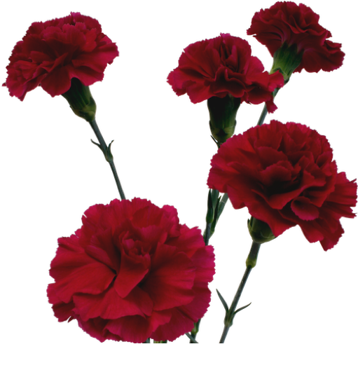 Levende røde nelliker isoleret Wallpapers