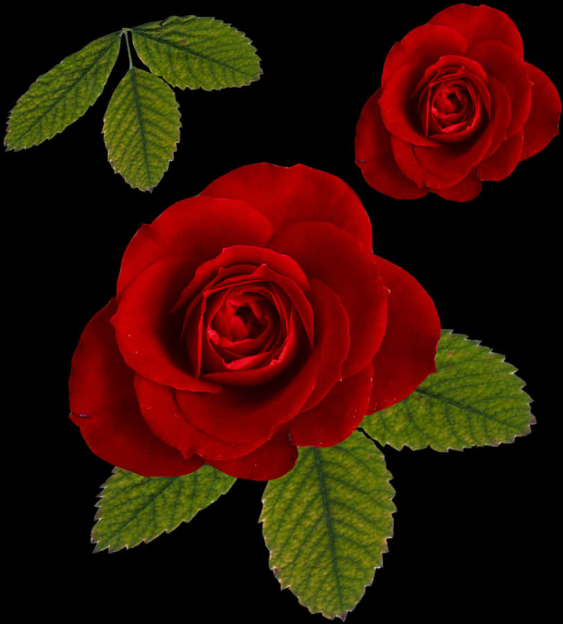Levende røde roser på sort baggrund Wallpapers