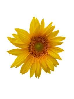 Levende solsikke på sort baggrund Wallpapers