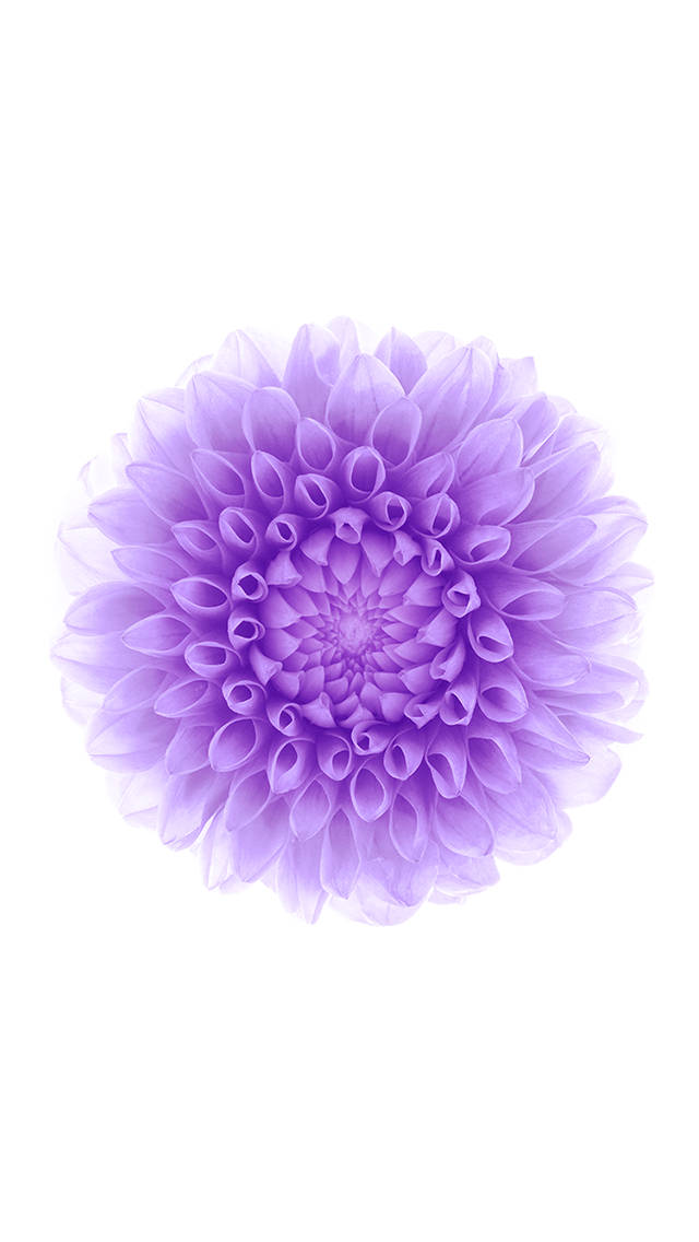Lilla blomst iOS 6 Wallpapers