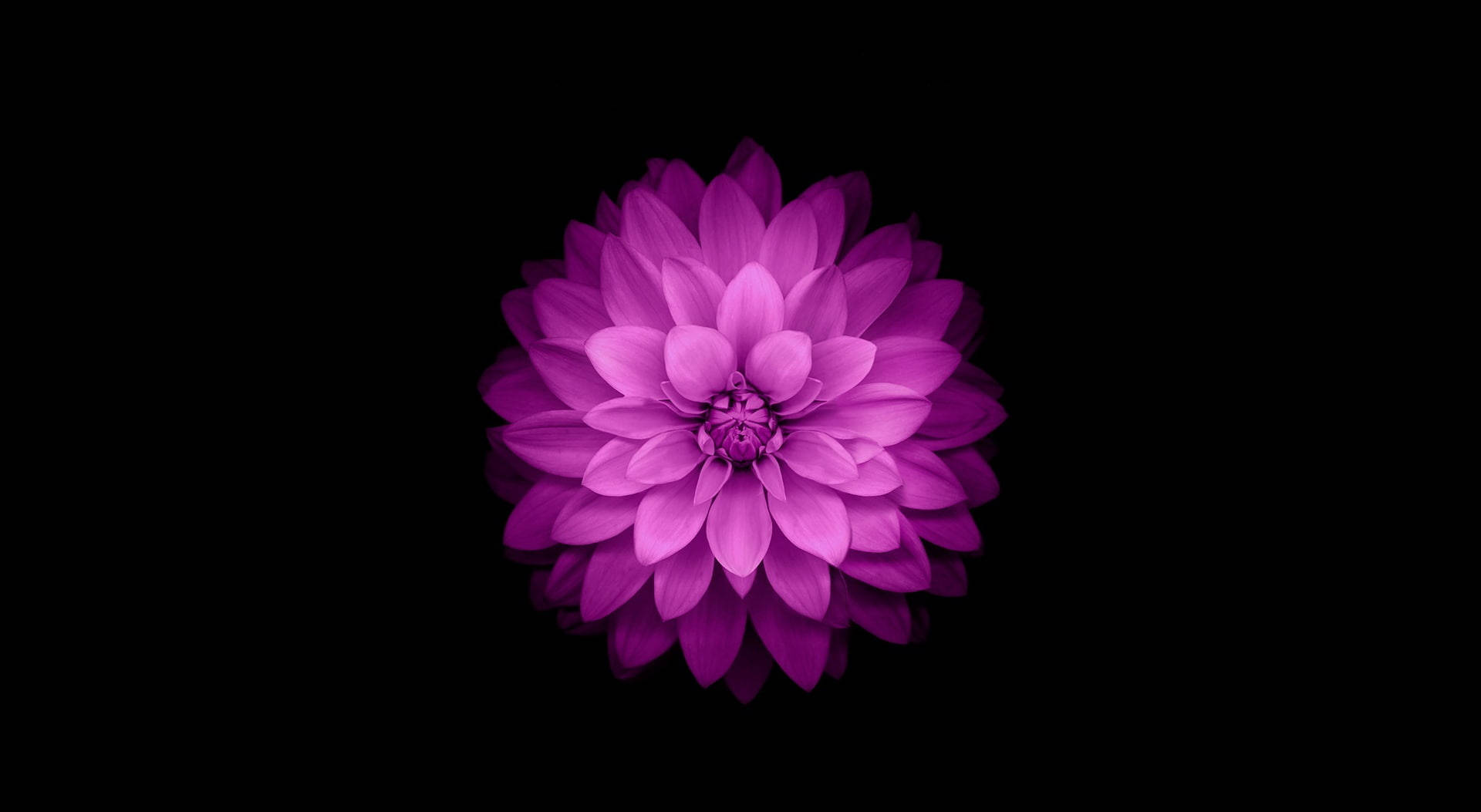 Lilla Blomst MacBook Air Wallpapers