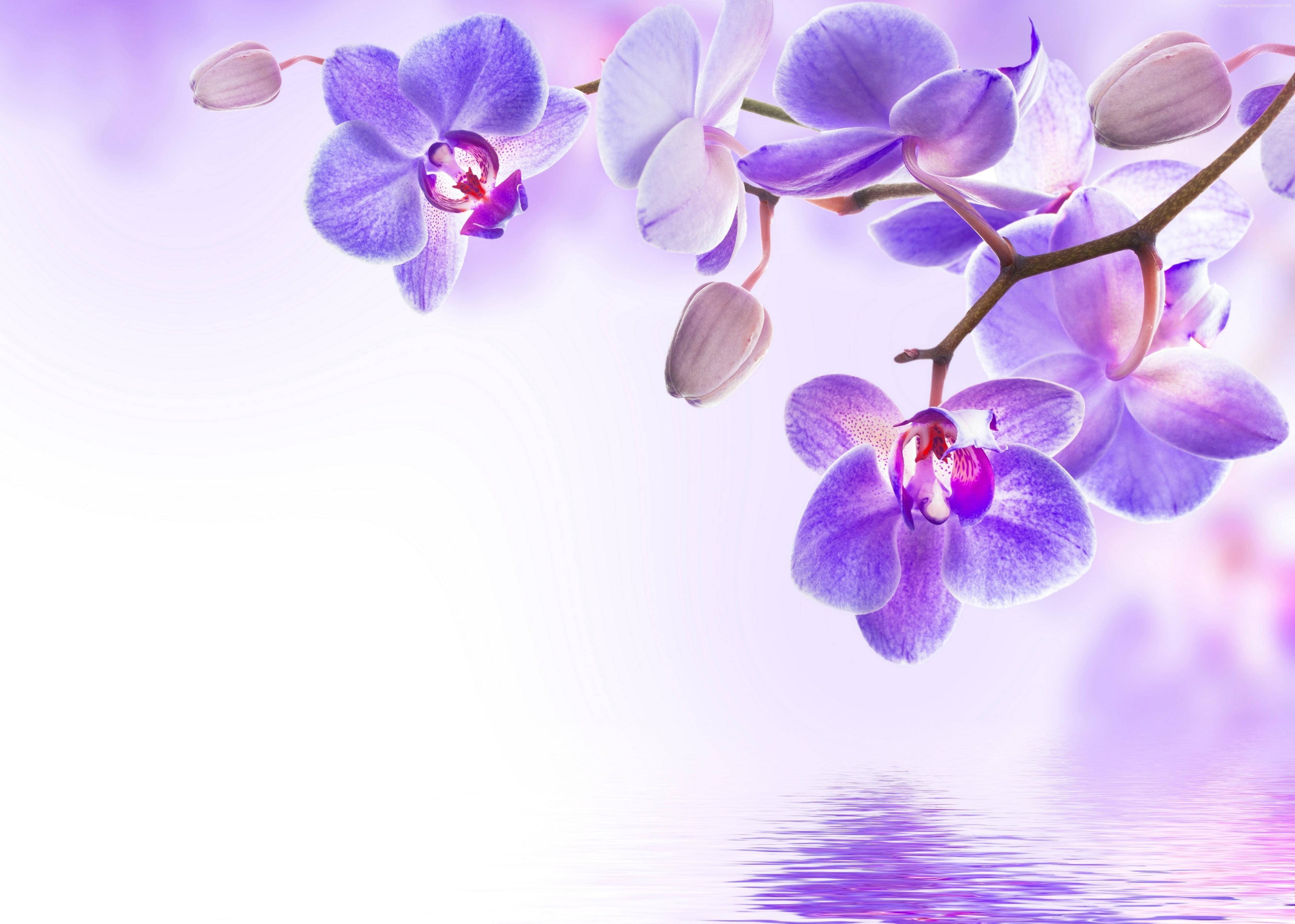 Lilla blomster og sø kunstværk Wallpapers