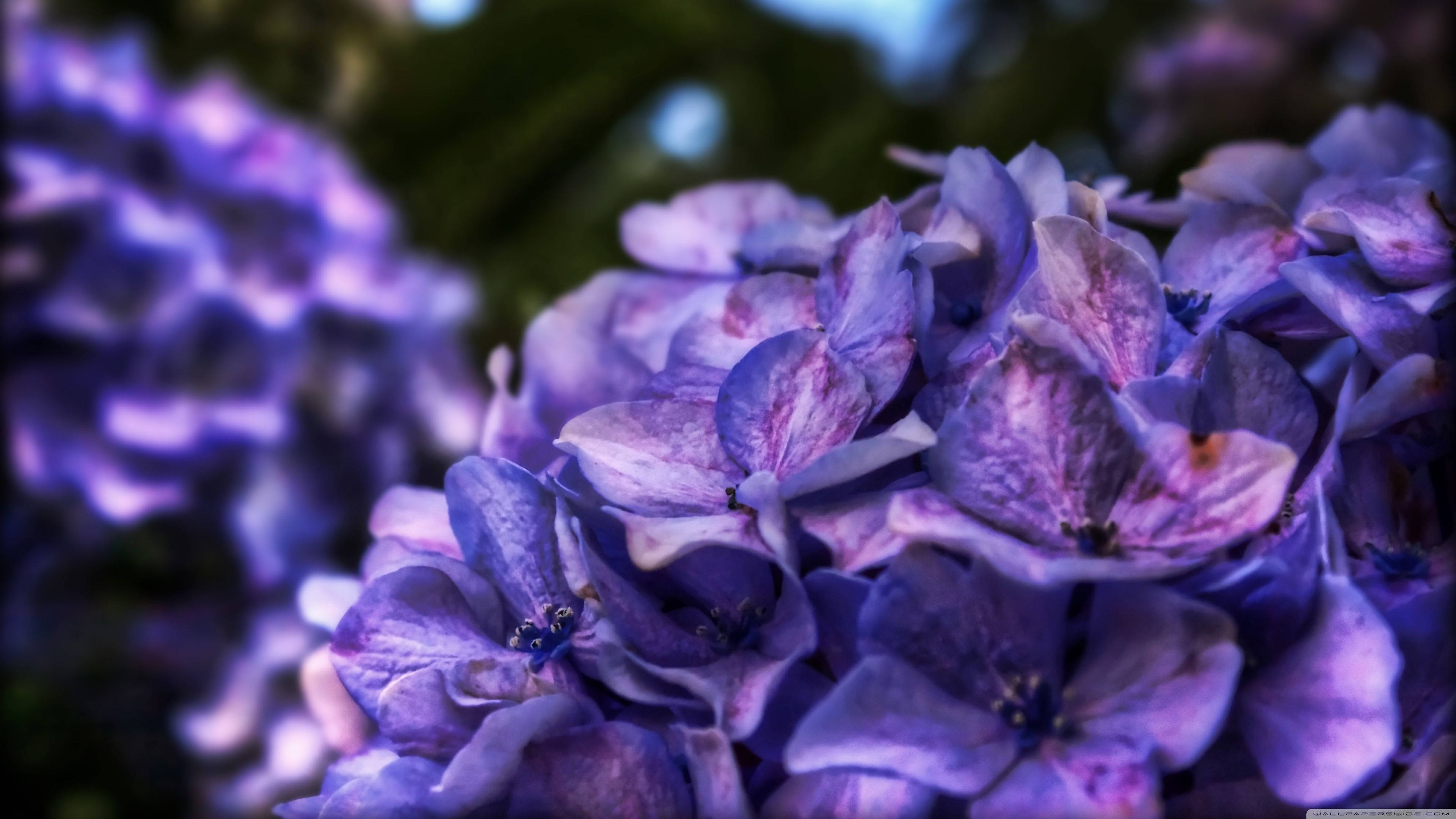 Lilla blomsterbuske i klaser Wallpapers