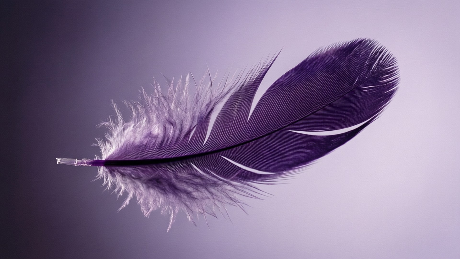 Lilla Fjer Svæver Wallpapers