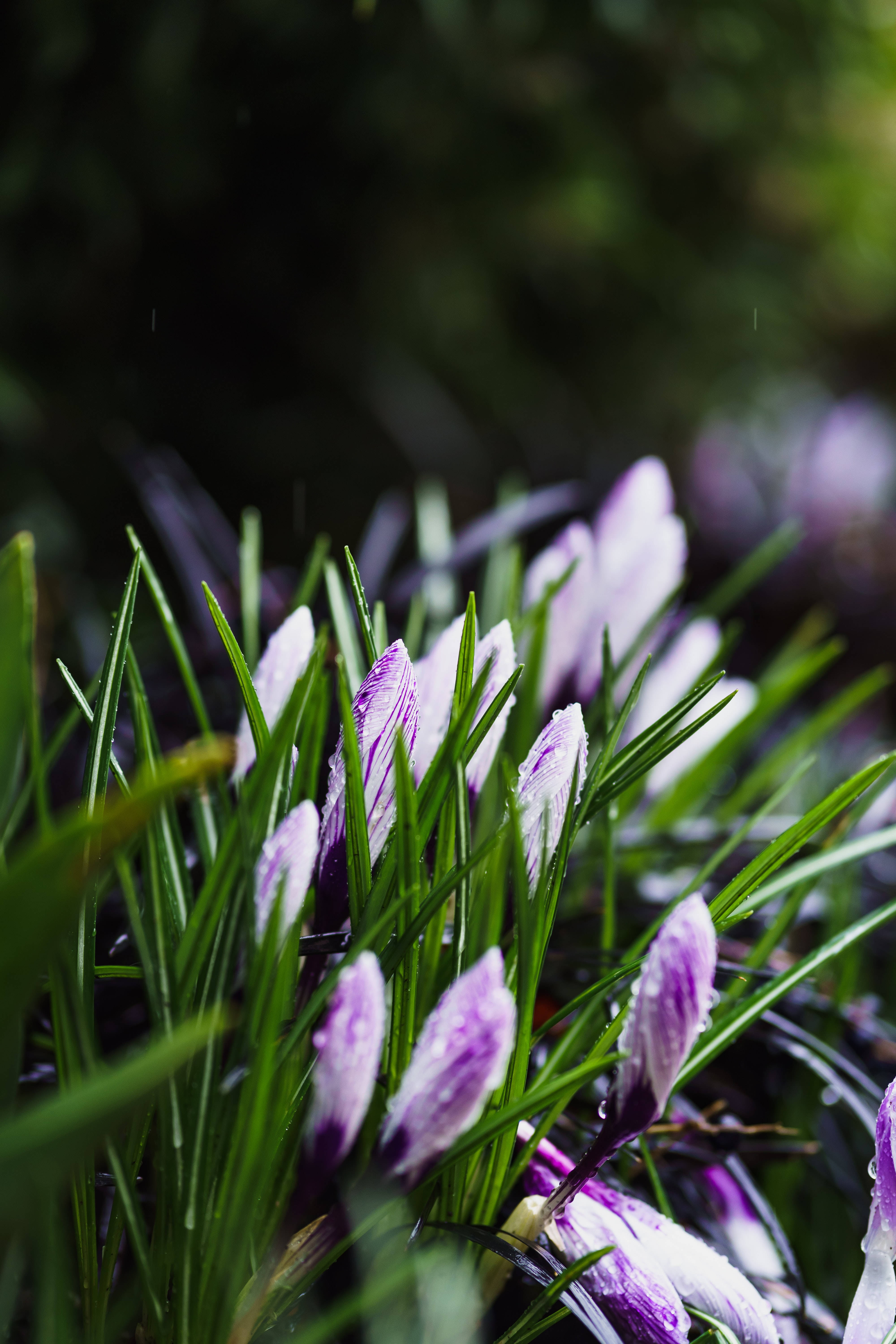 Lilla forårsblomster Wallpapers