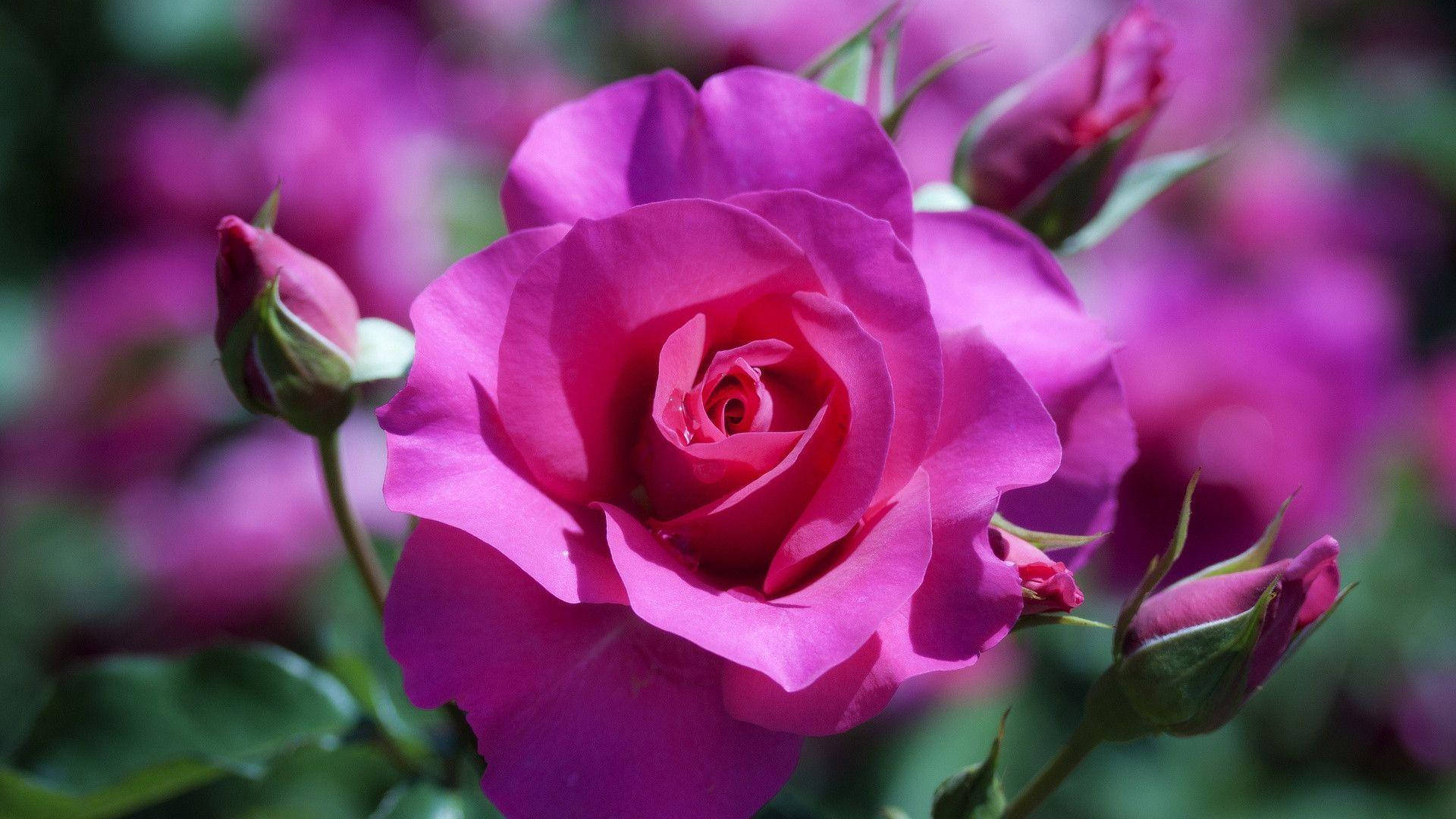 Lilla-lyserød roseblomst Wallpapers