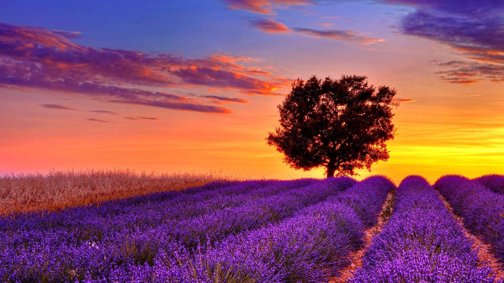 Lilla mark i fuld skærm HD Wallpapers