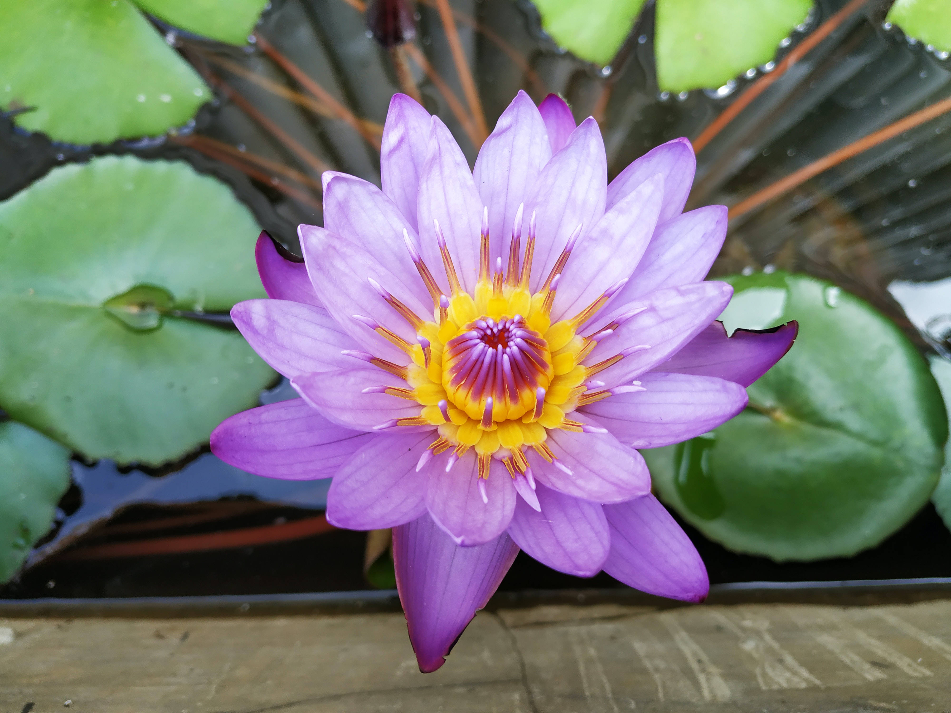 Lilla og gul lotusblomst Wallpapers