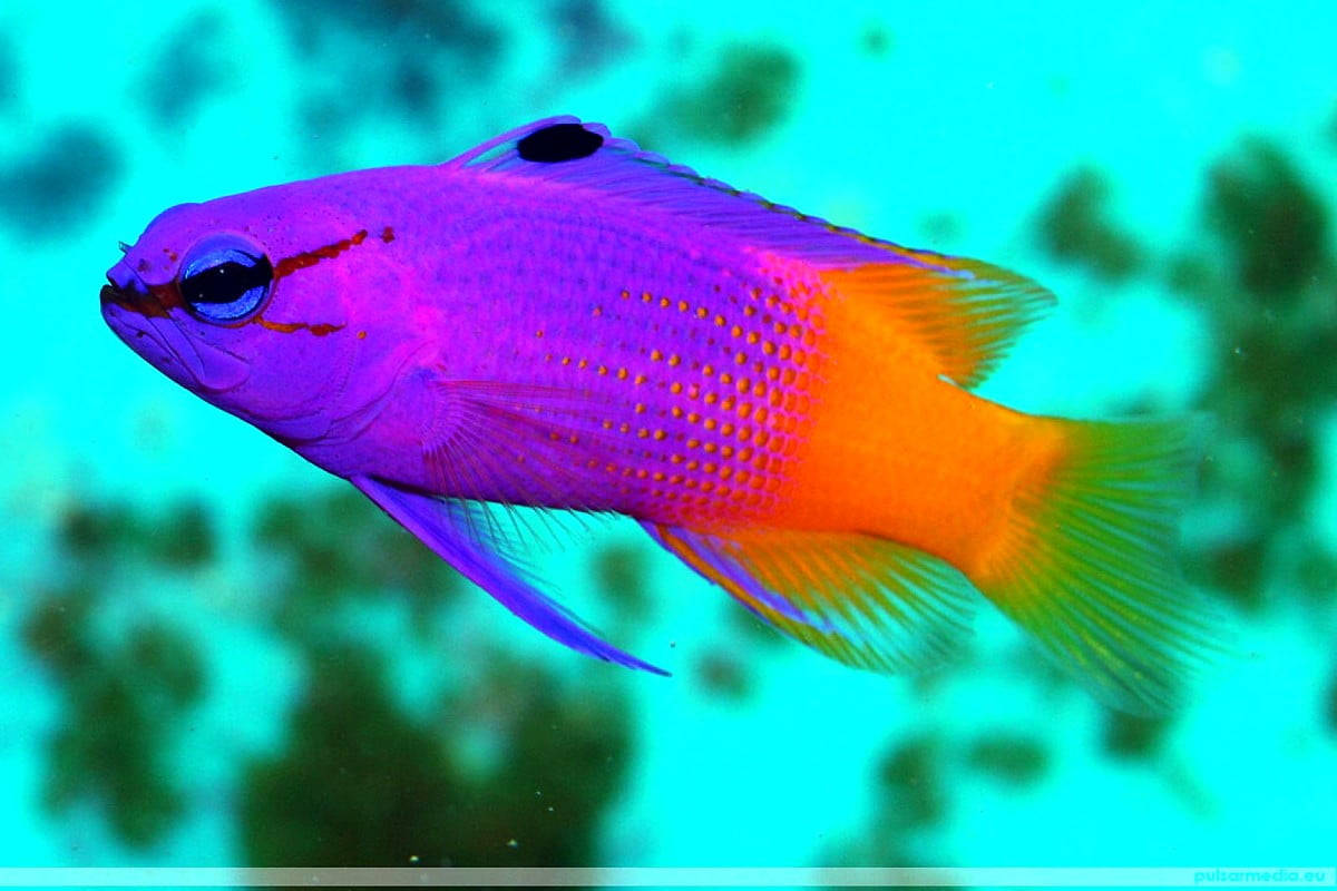 Lilla orange cool fisk Wallpapers