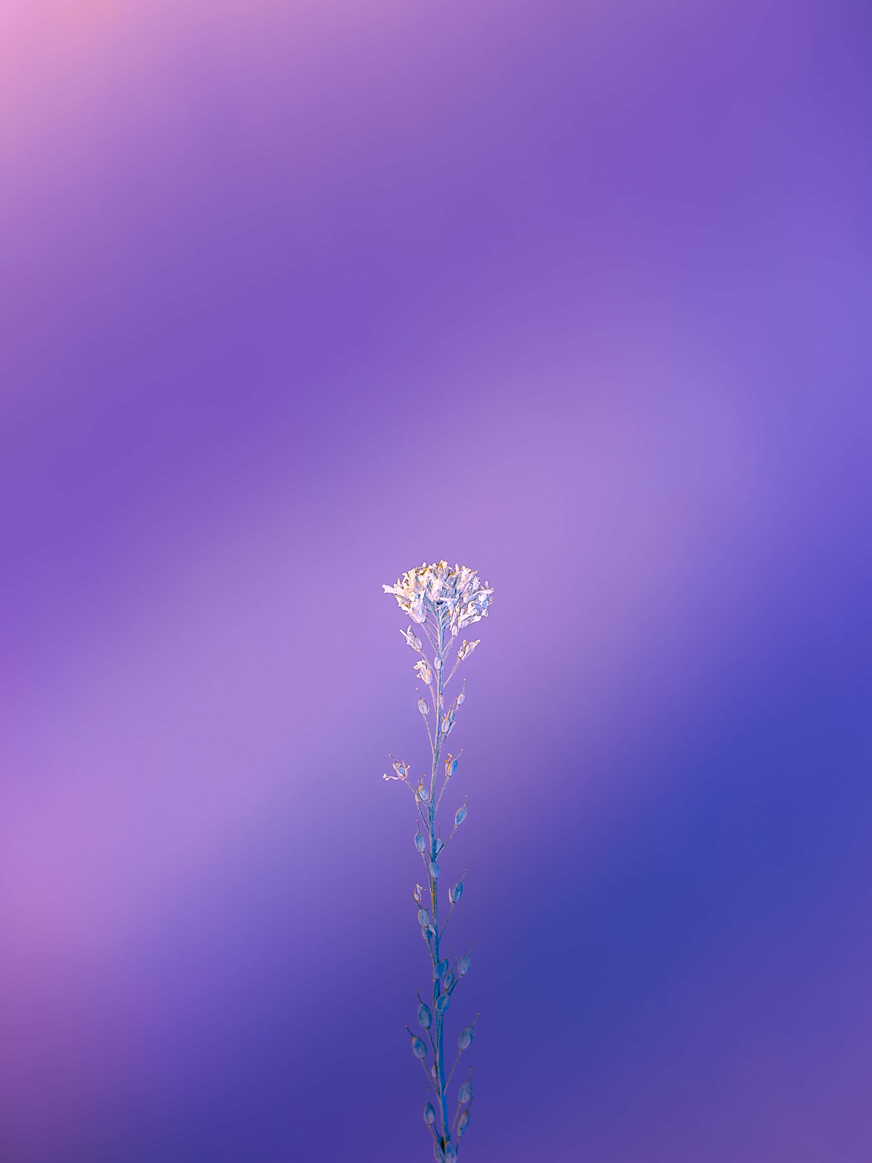 Lilla skønhed i farver Wallpapers