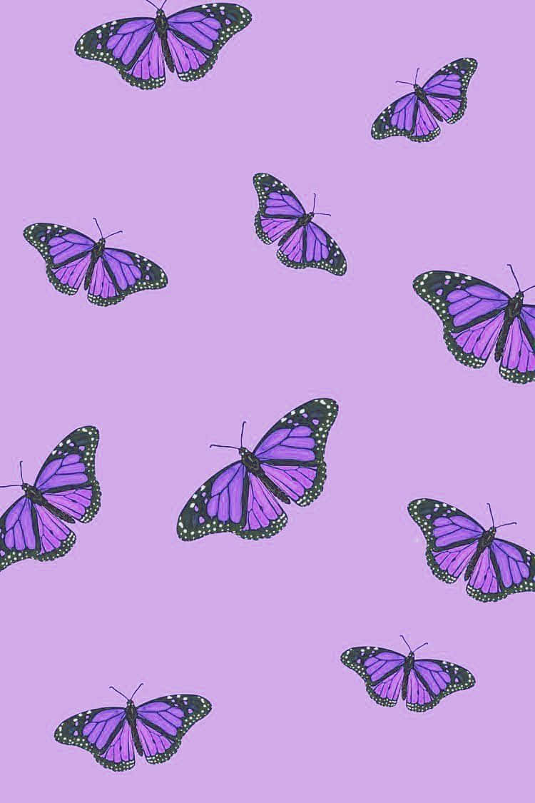 lilla sommerfugle på en lilla baggrund Wallpapers
