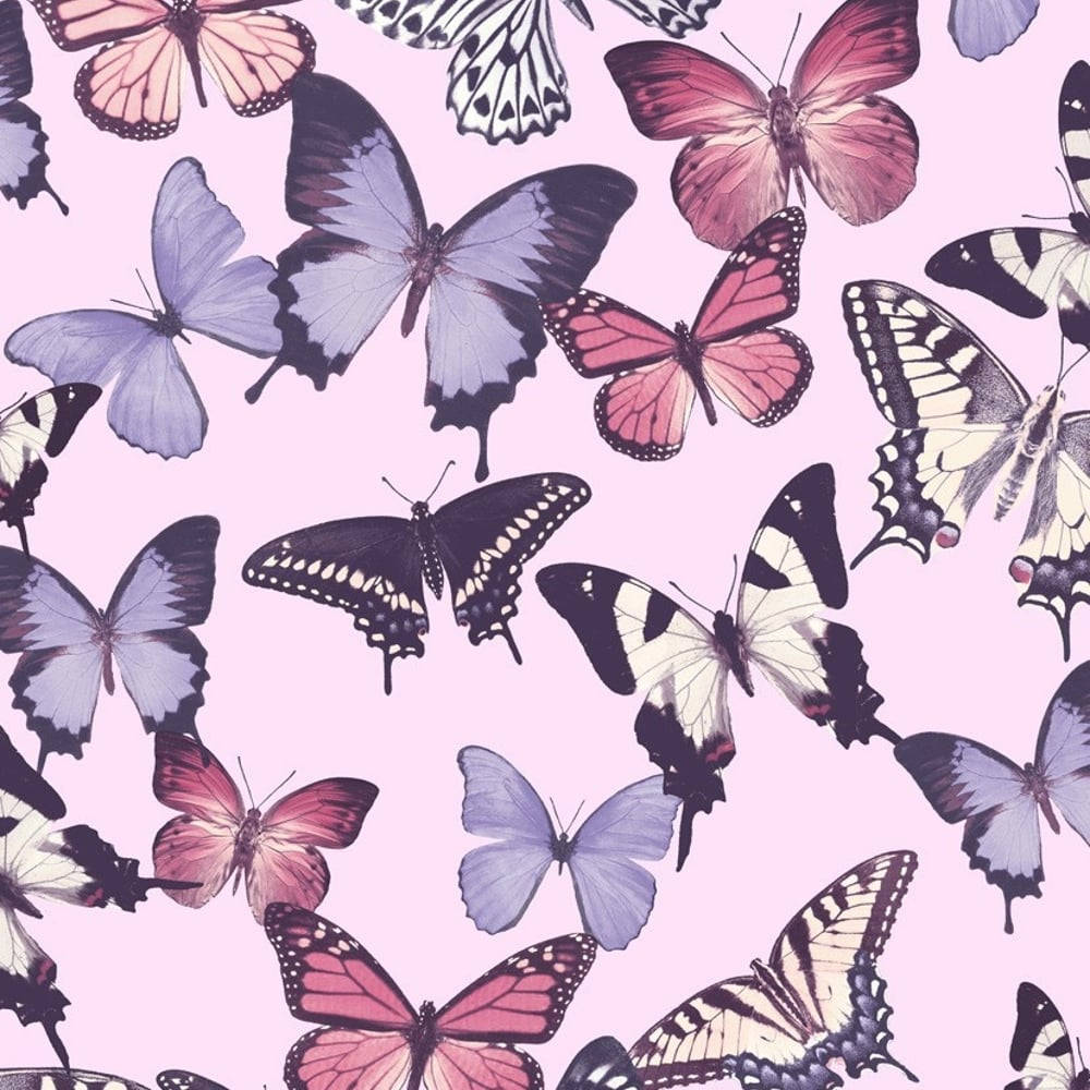 Lilla, sort, hvid og sød pink sommerfuglebaggrund Wallpapers