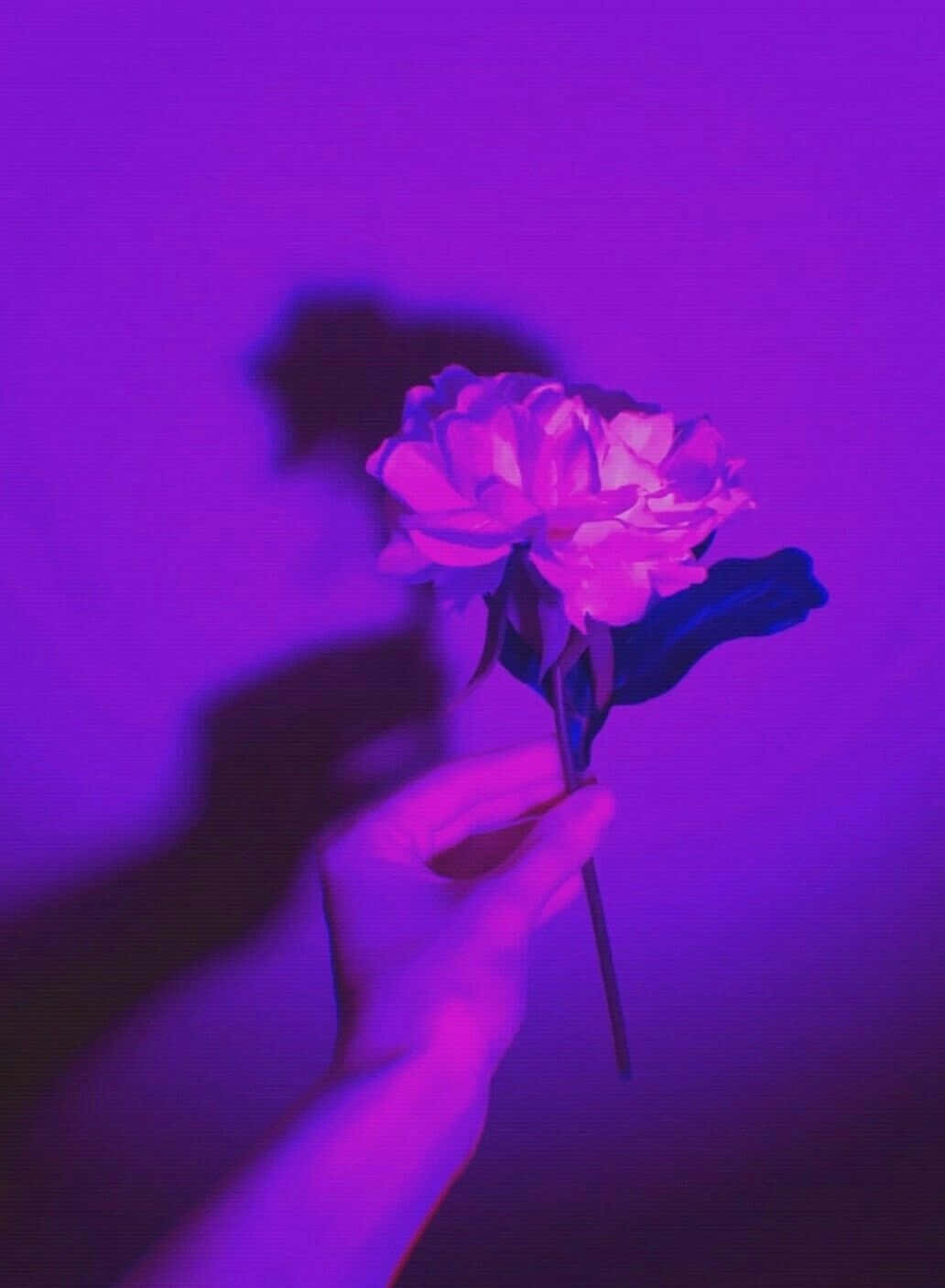 Lilla æstetisk hånd, der holder en rose Wallpapers