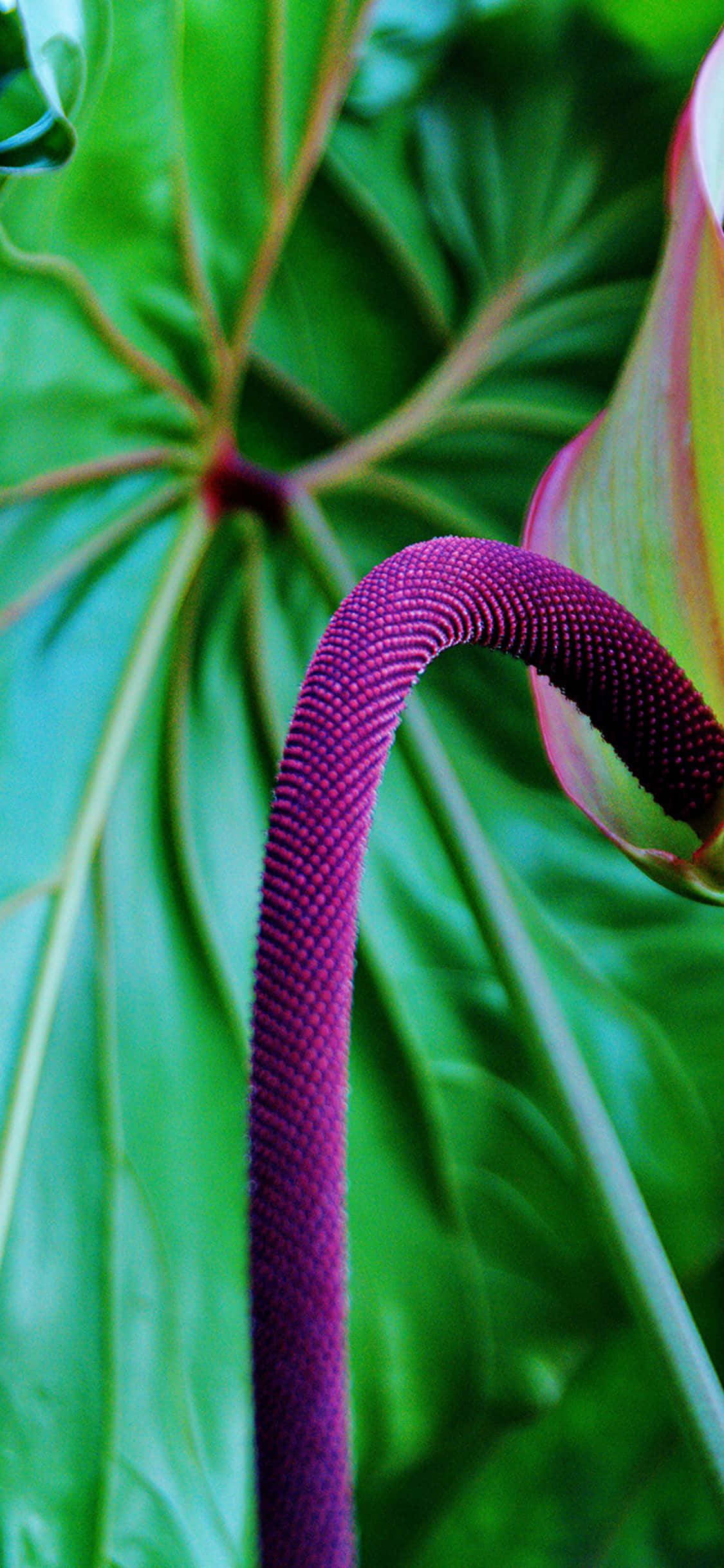 Tropiske lilla chenille planter Wallpapers