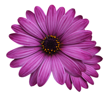 Lilla tusindfryd på sort baggrund Wallpapers