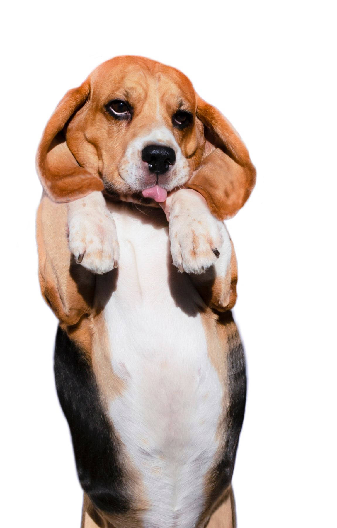 Lille Beagle-hund der står Wallpapers