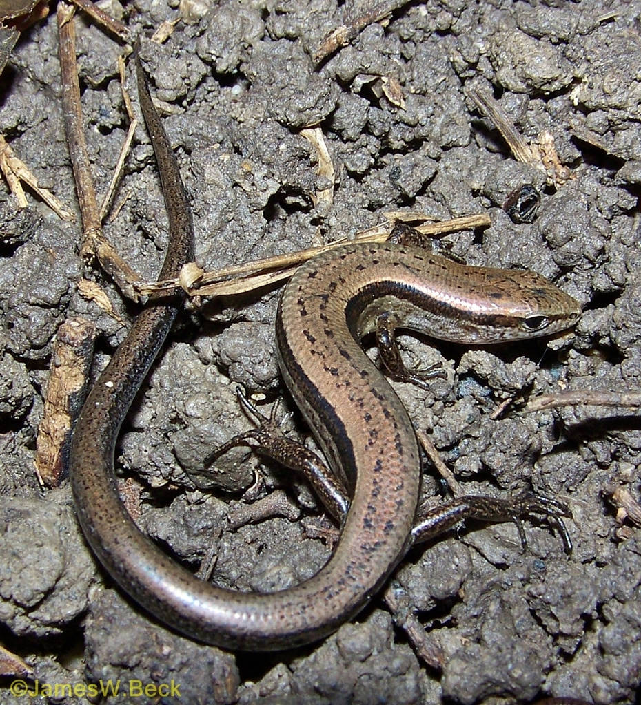 Lille brun jordskink Alabama Wallpapers