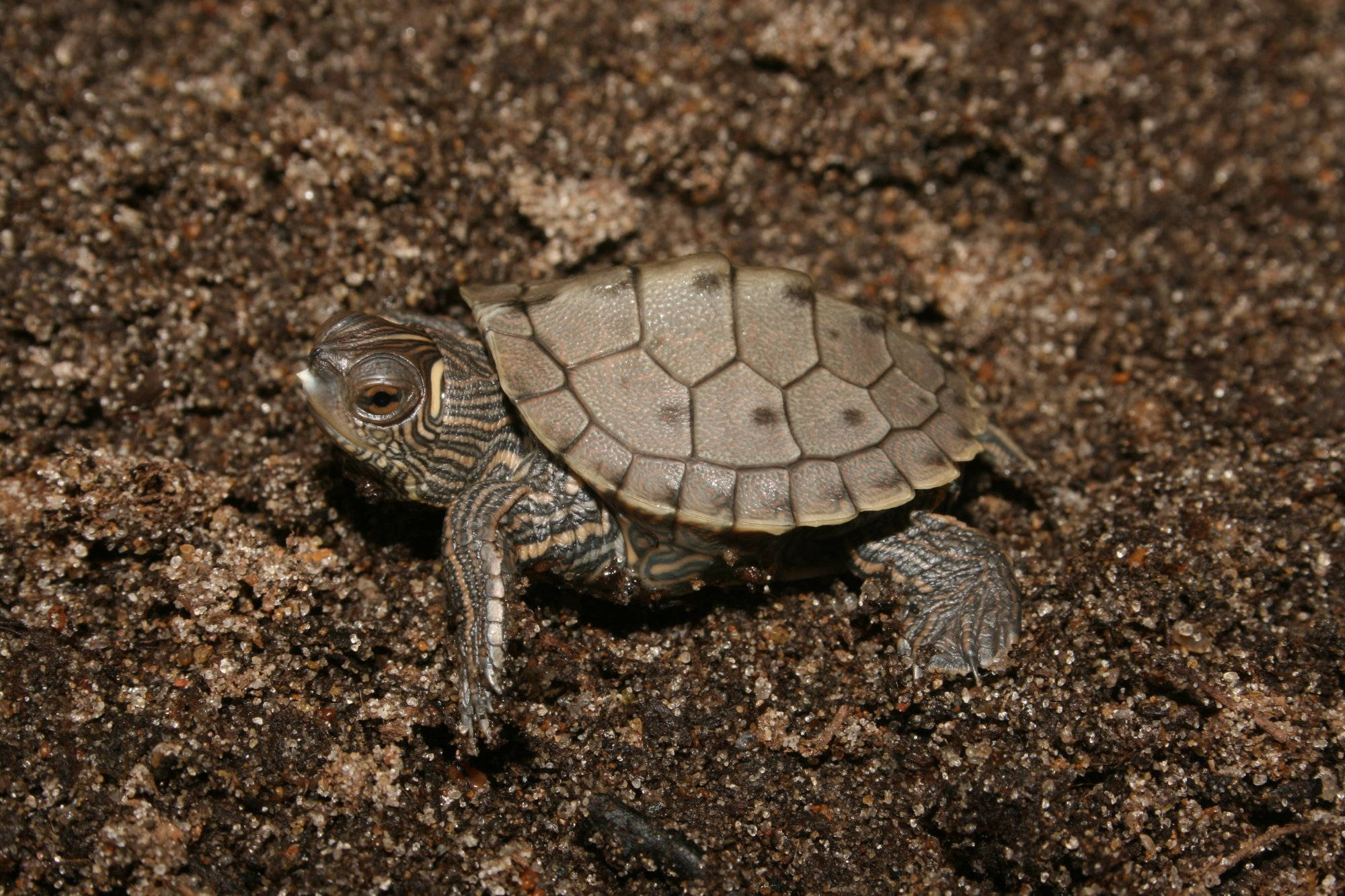 Lille falsk landkortskildpadde Wallpapers